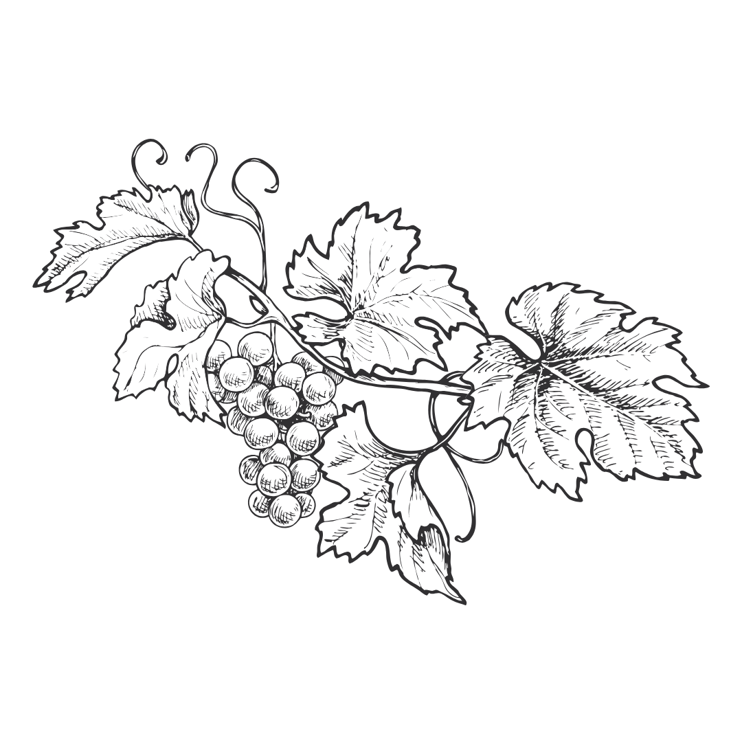 Dessin de vignes décoratives